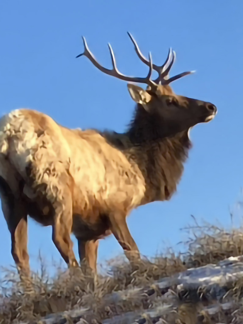 elk