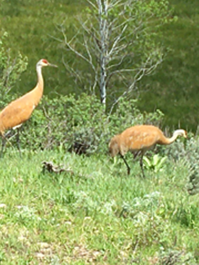 cranes